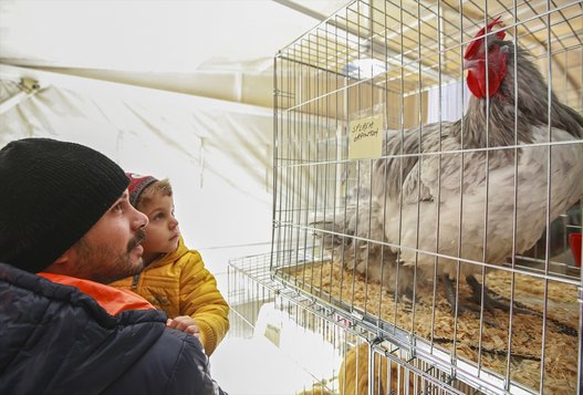 بالصور.. واصبح للدجاج ملكة جمال!